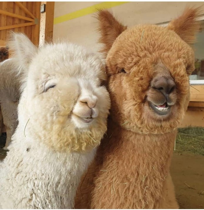 Alpacas for the Stay!