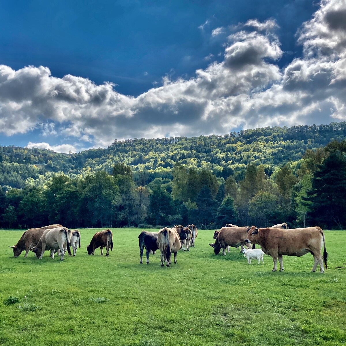 Magnifique corps de Ferme dans un parc de 50 Ha !