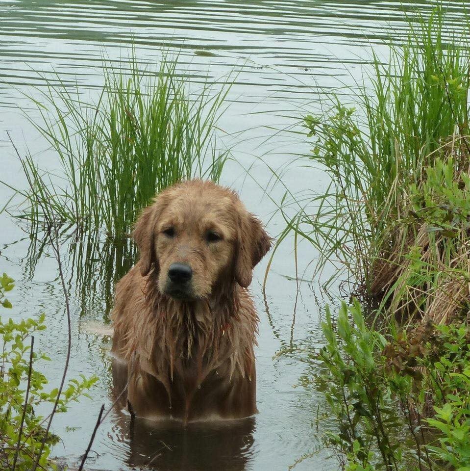 Zen Farm & Acres!
Dog Paradise!