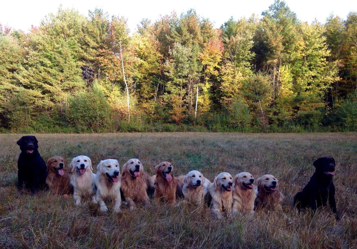 Zen Farm & Acres!
Dog Paradise!