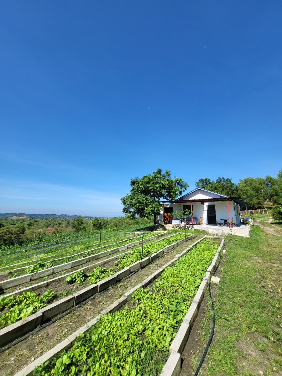 巴图阿朗（ Batu Arang ）农场住宿体验