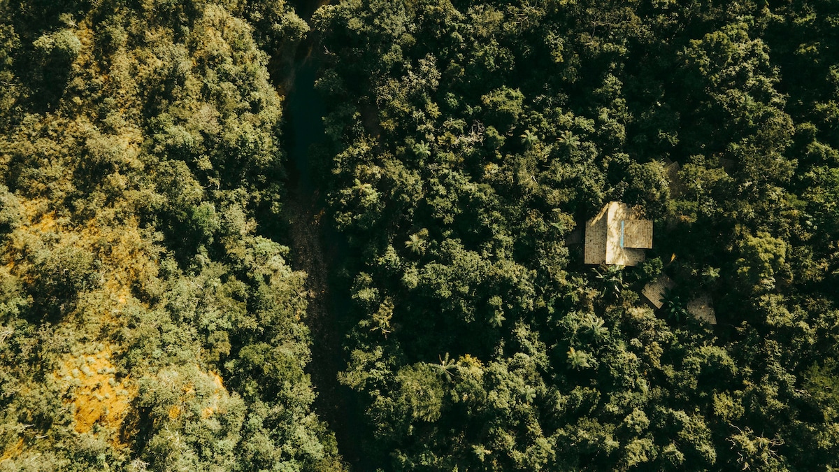 Vila Floresta Tamanduá-bandeira