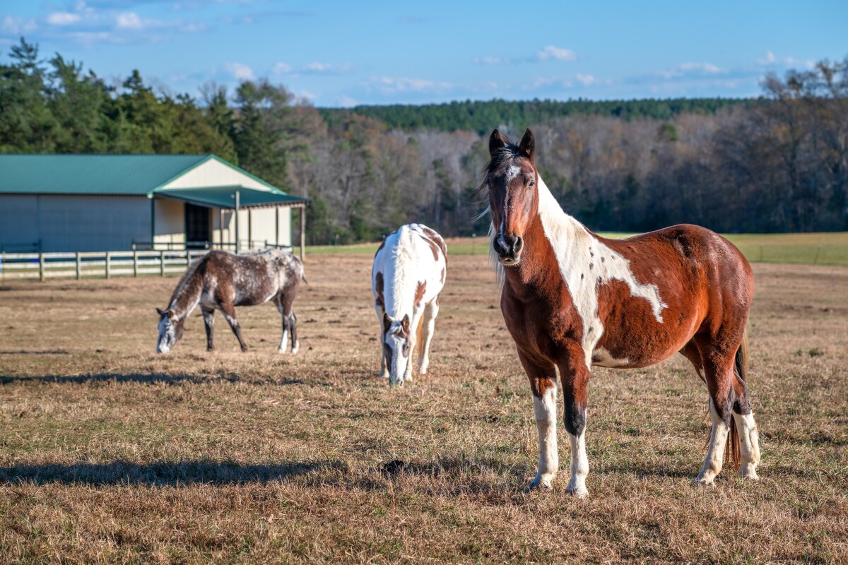 Rusmar Farm: Equine Country Living 'n Powhatan, VA