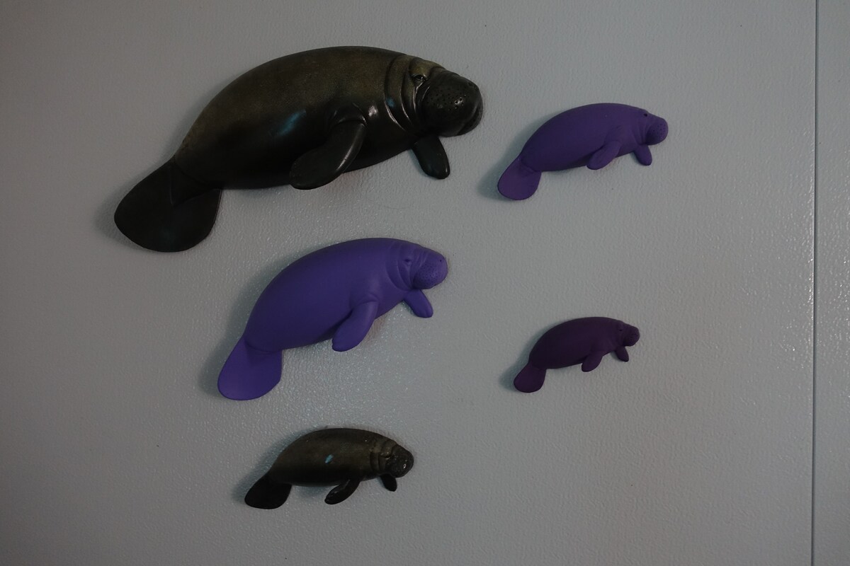 Purple Manatee, Homosassa/Crystal River Private