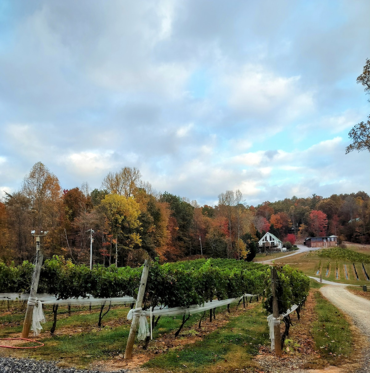 Cozy Country Cabin HotTub Fireplace Vineyard View