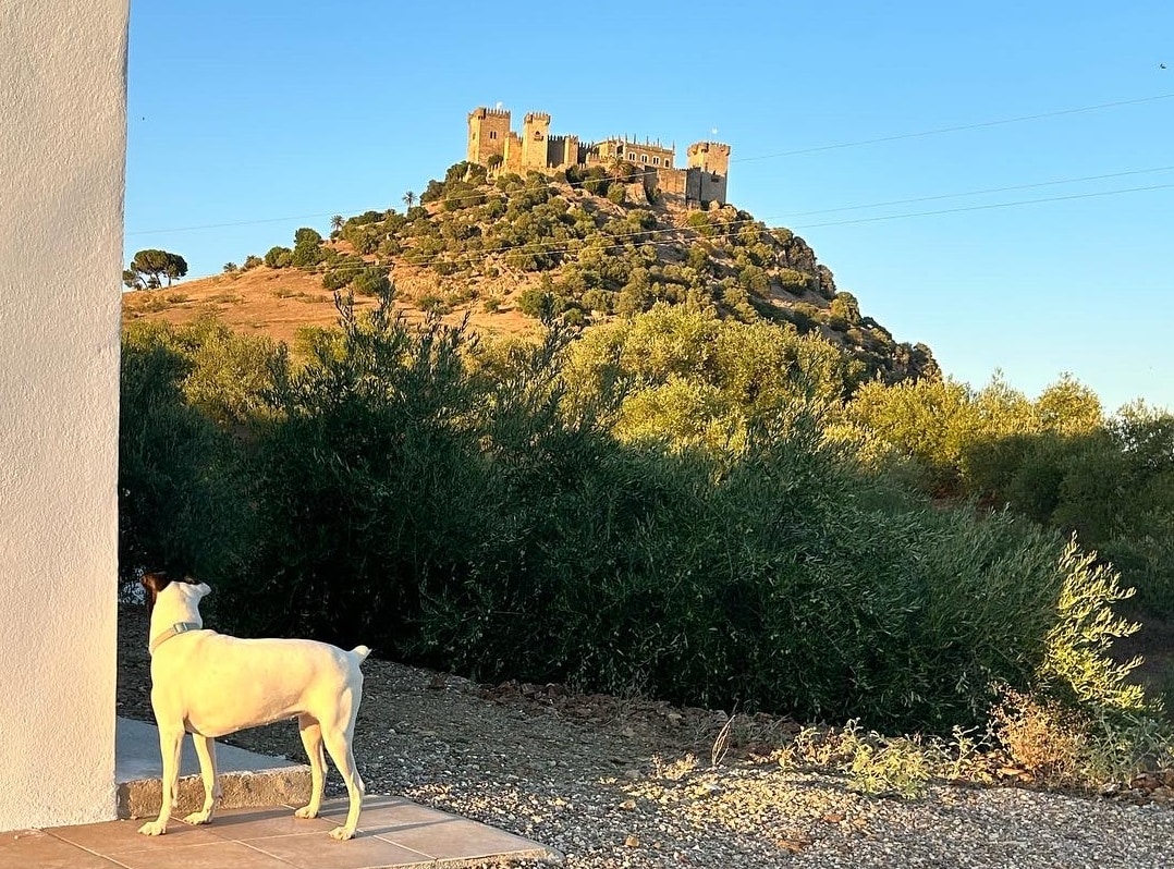 Olivar con vistas al castillo de Juego de Tronos