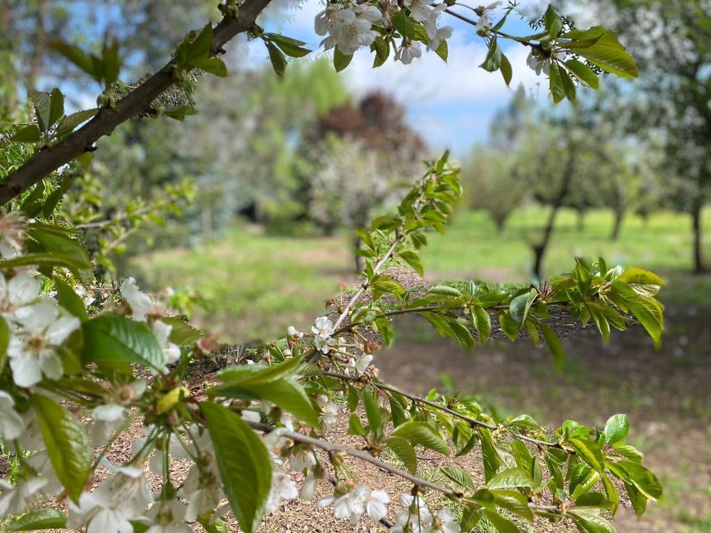 Casa de campo para descansar en la ruta del vino!