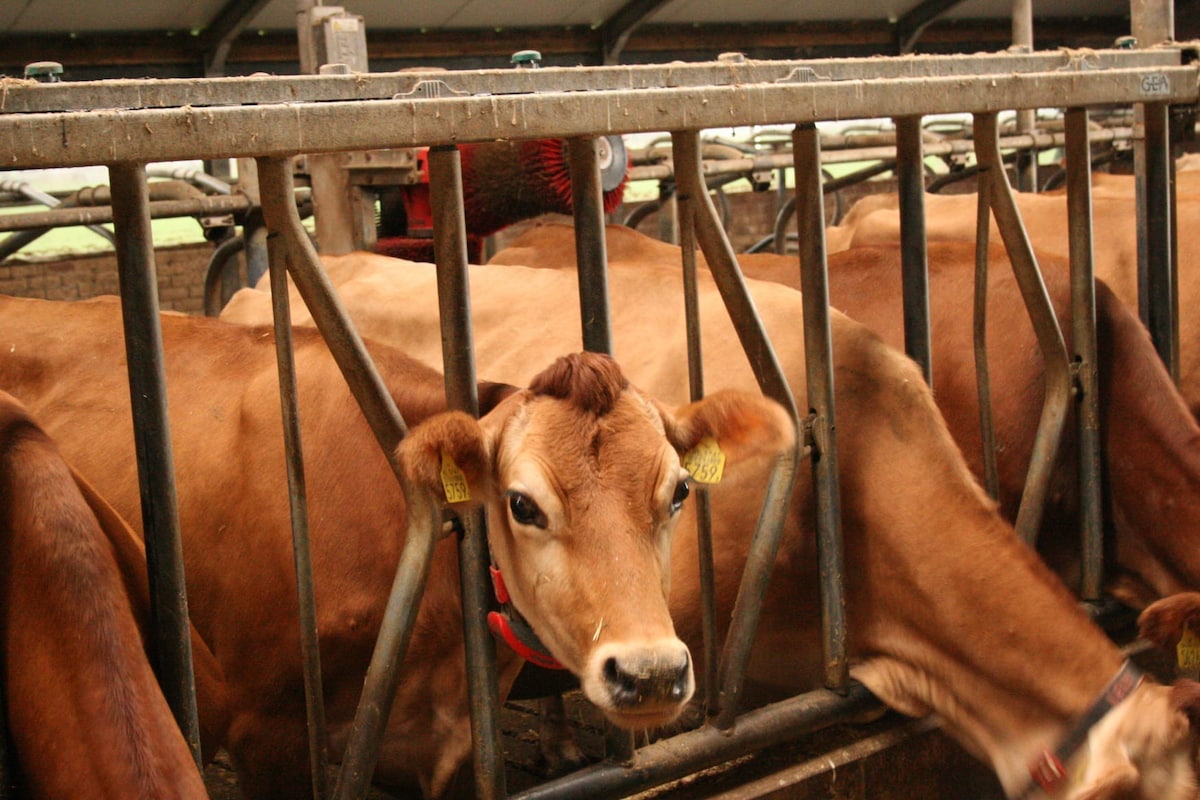 Overnachten bij Boerderij In Via