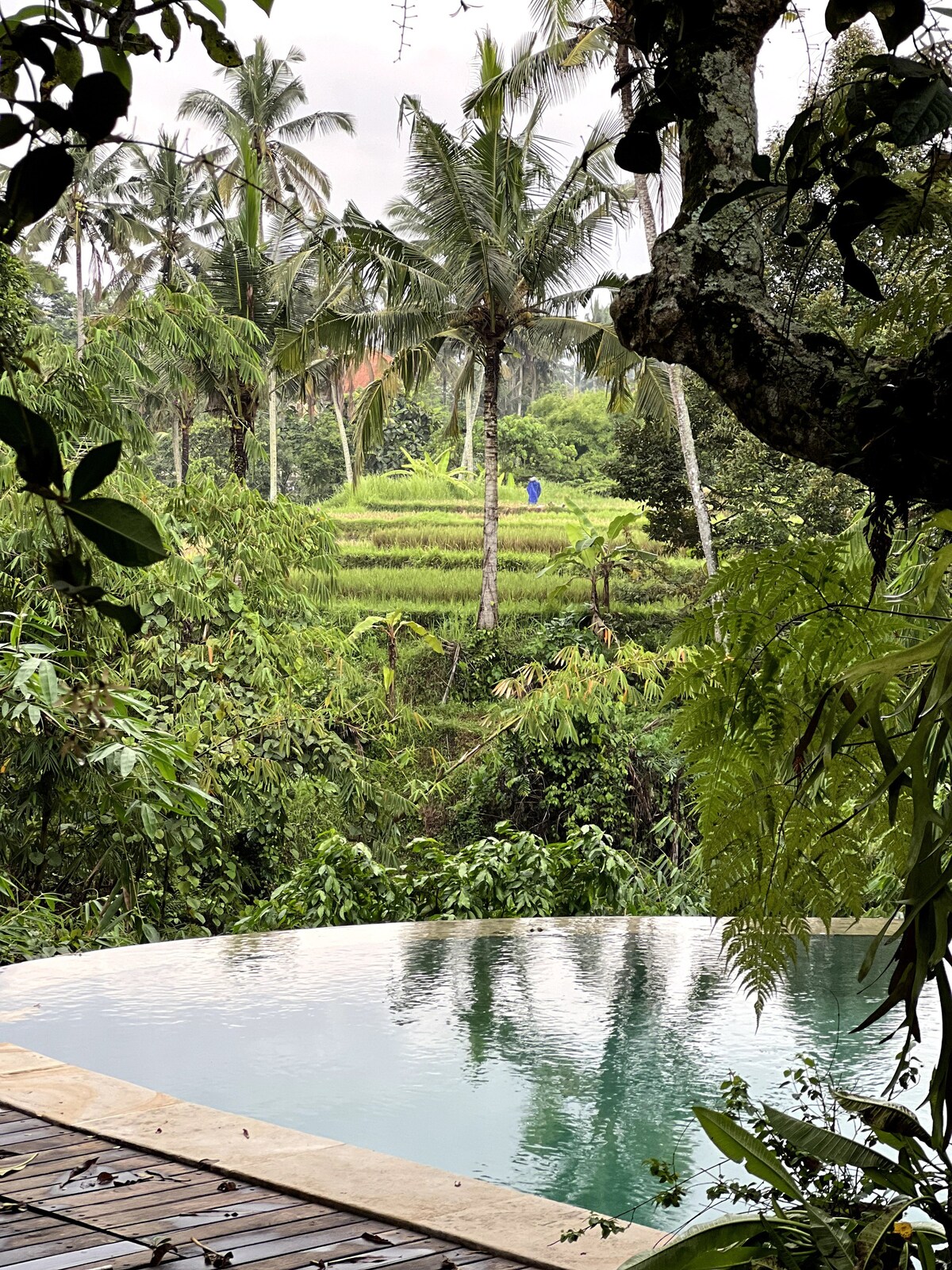 Ubud Bliss : Lux Jungle View 5BR Infinity.
