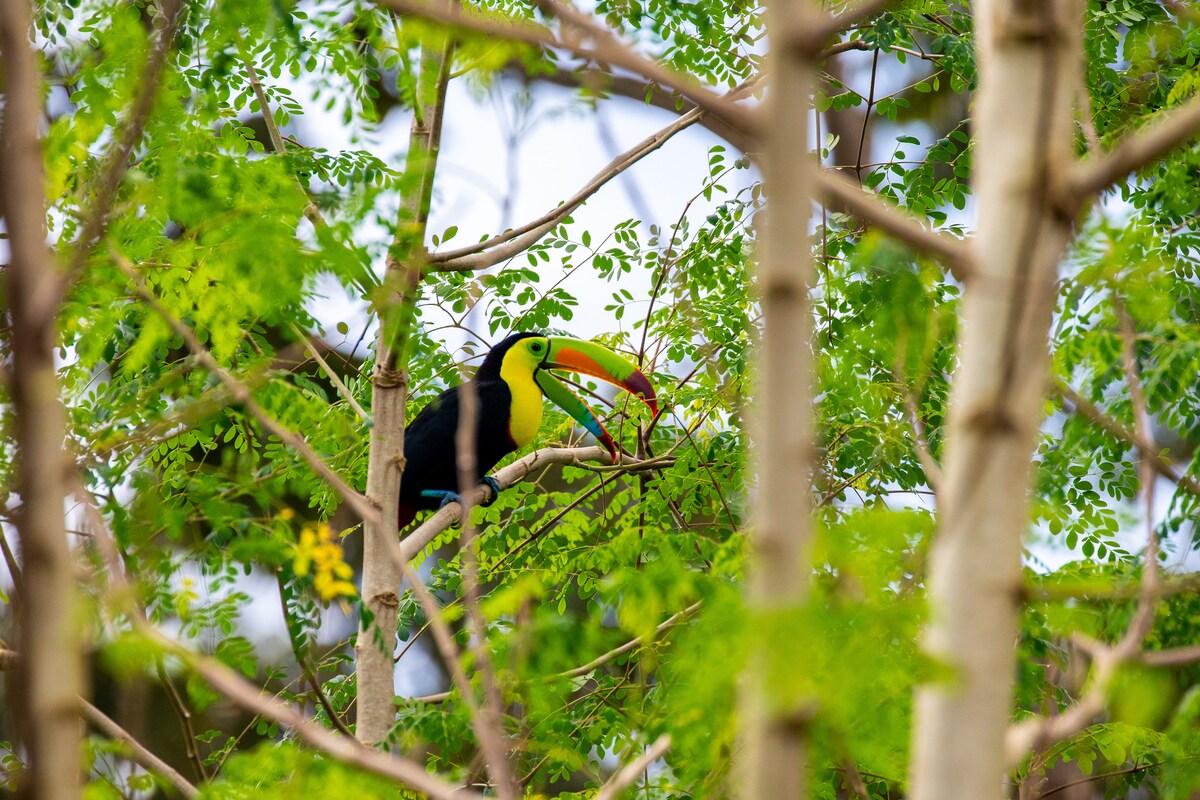 A/C, Bird Watching,  Local Life, Rio Celeste