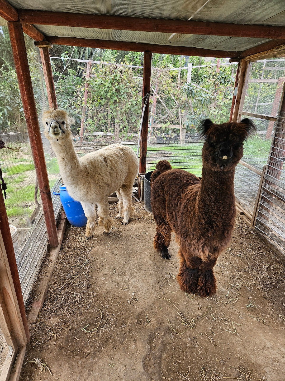 New 6BR Ranch house with Alpacas