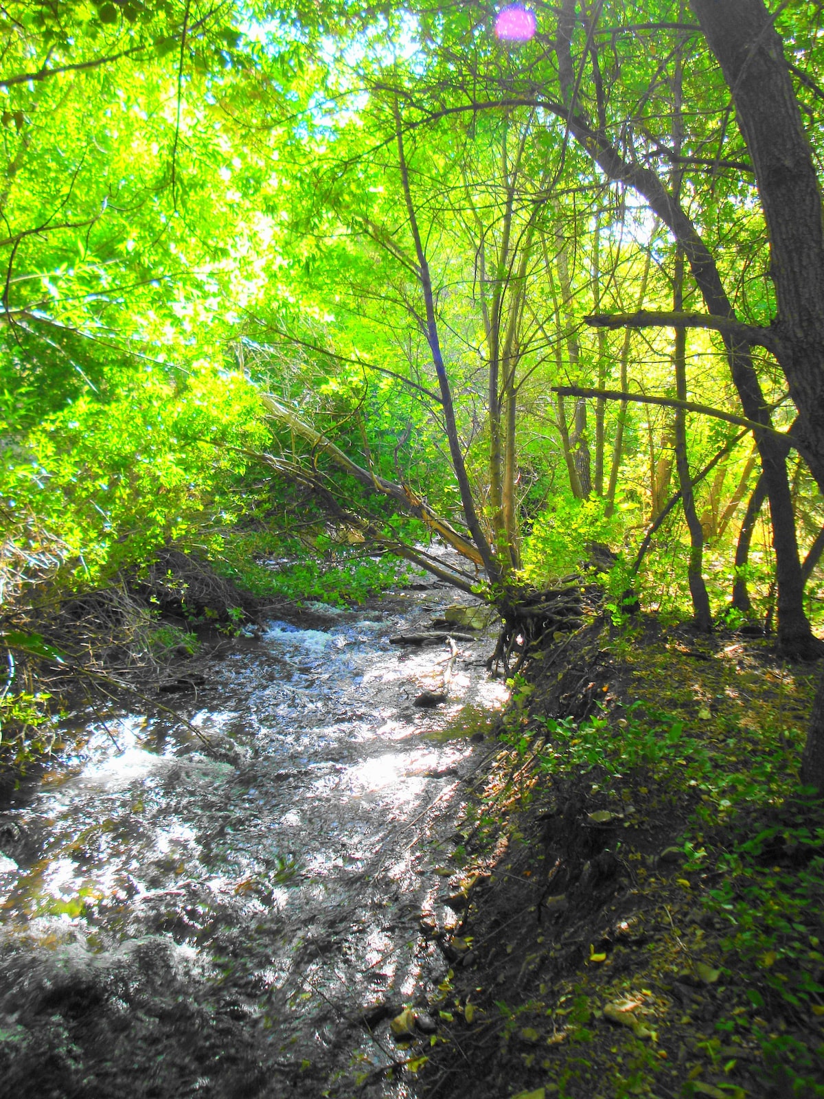 Vivian Park Cabin on Provo River