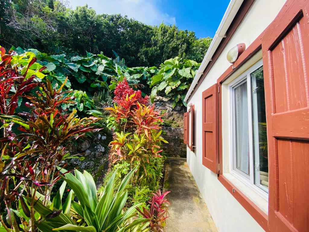 Tree Fern Studio in Zion's Hill, Saba