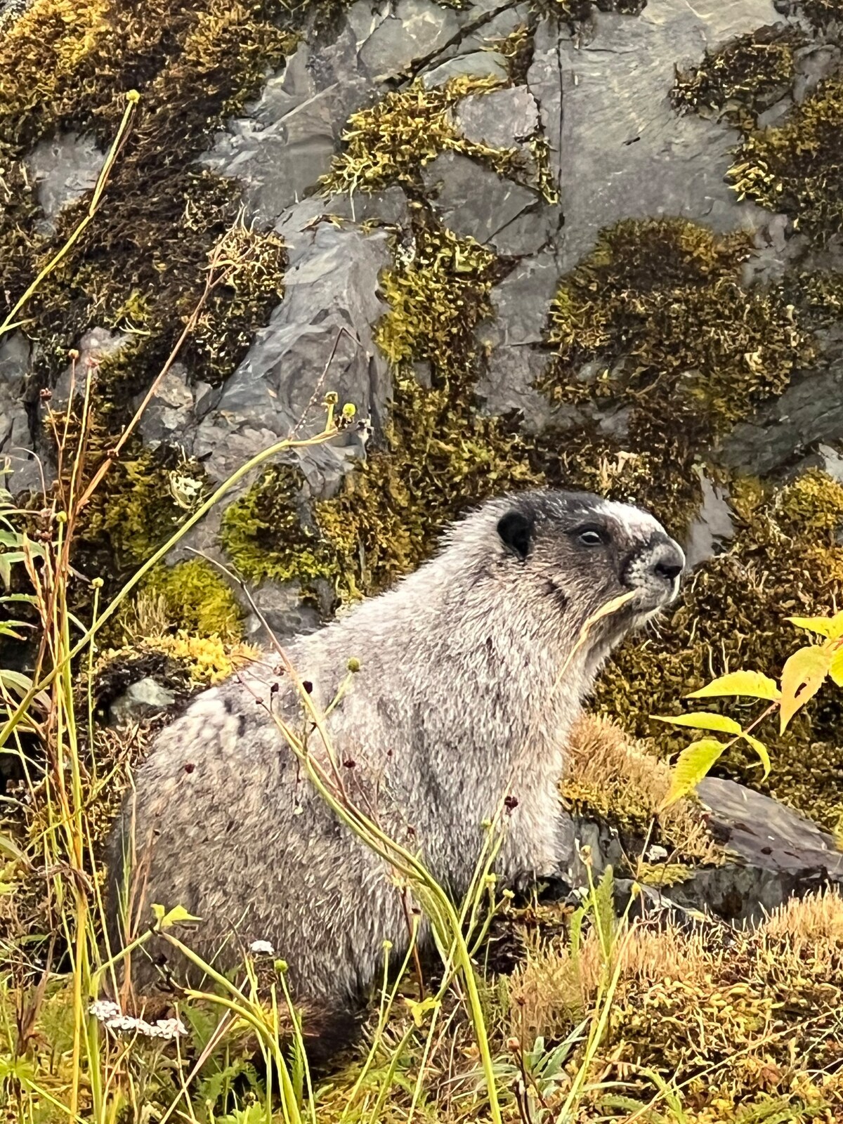 「The Marmot Den」私人套房和上城区浴室。