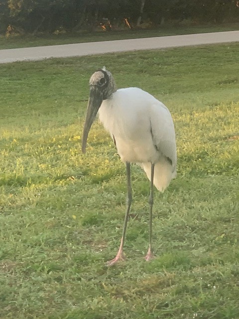 Beach close & Backyard beauty