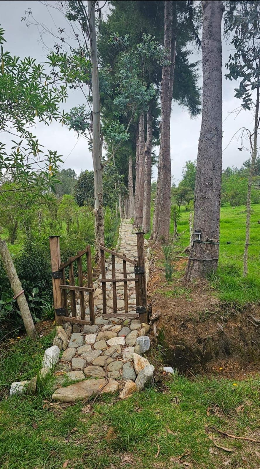 Glamping Casa del árbol