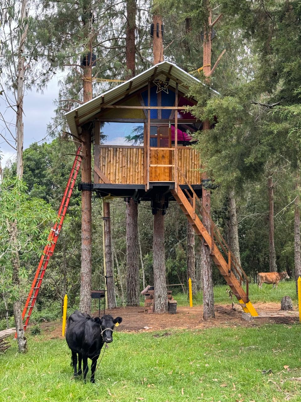 Glamping Casa del árbol