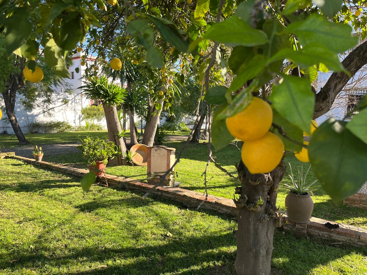 Un Oasis en Sevilla