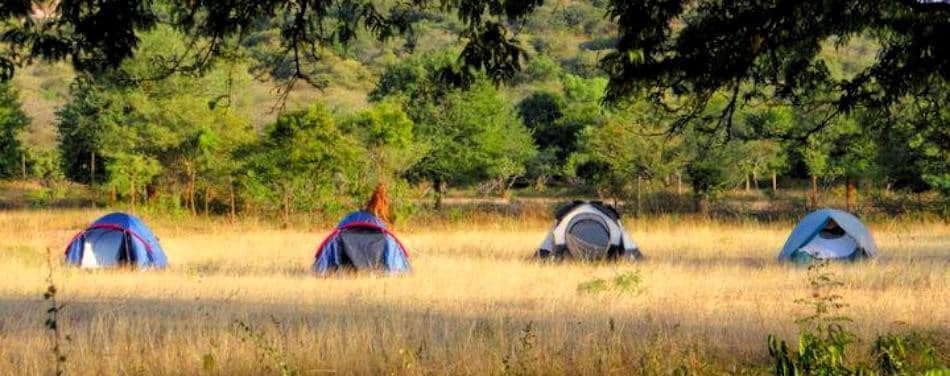 Bamboo Rustles Jungle Camp