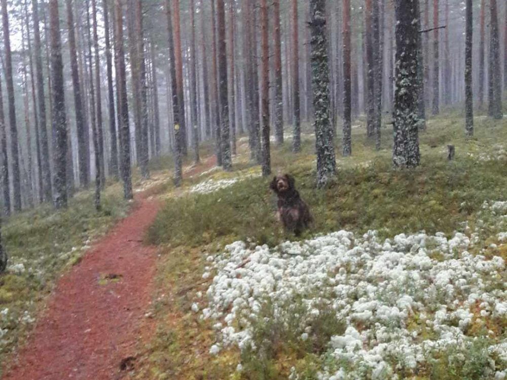 Kaunis hirsihuvila Jämillä