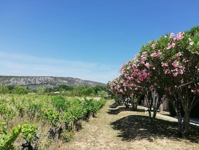 Saint-Martin-d'Ardèche的民宿