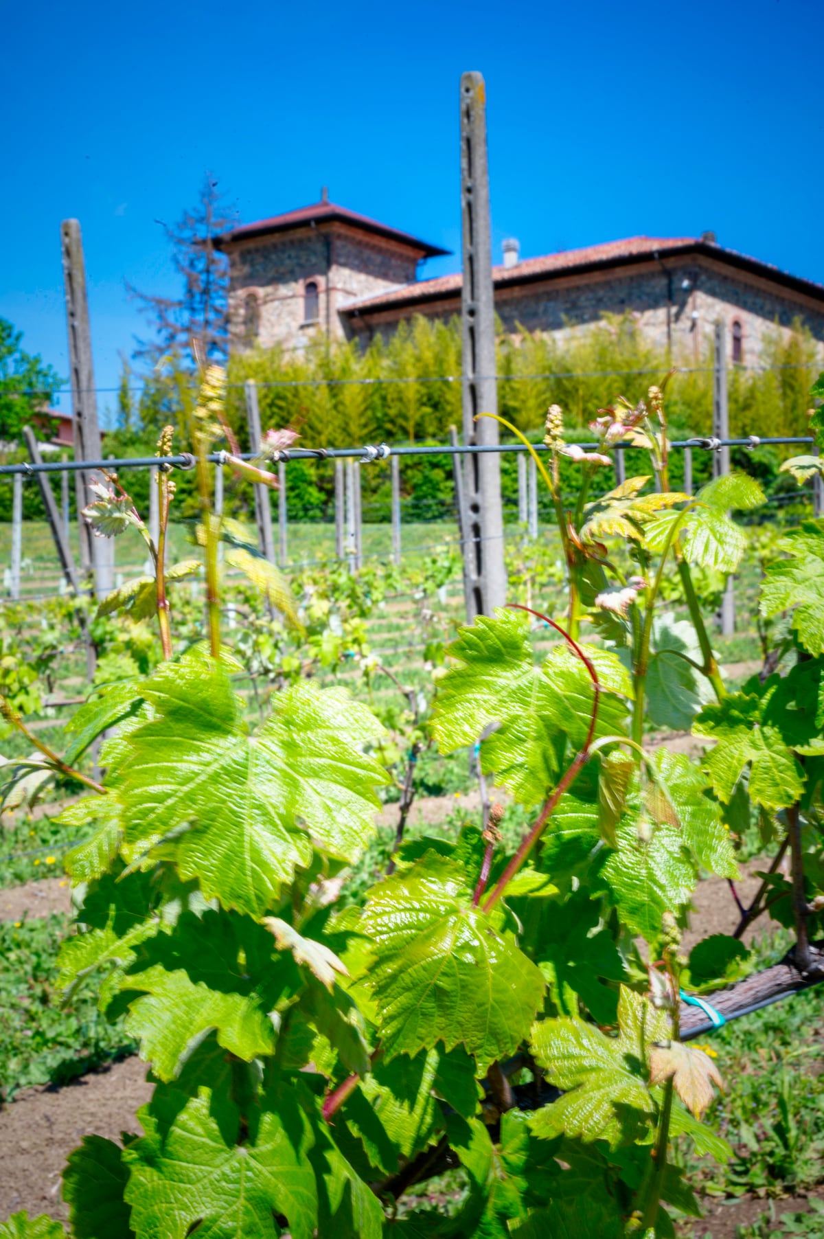 Tenuta Il Poggio - Intera Villa