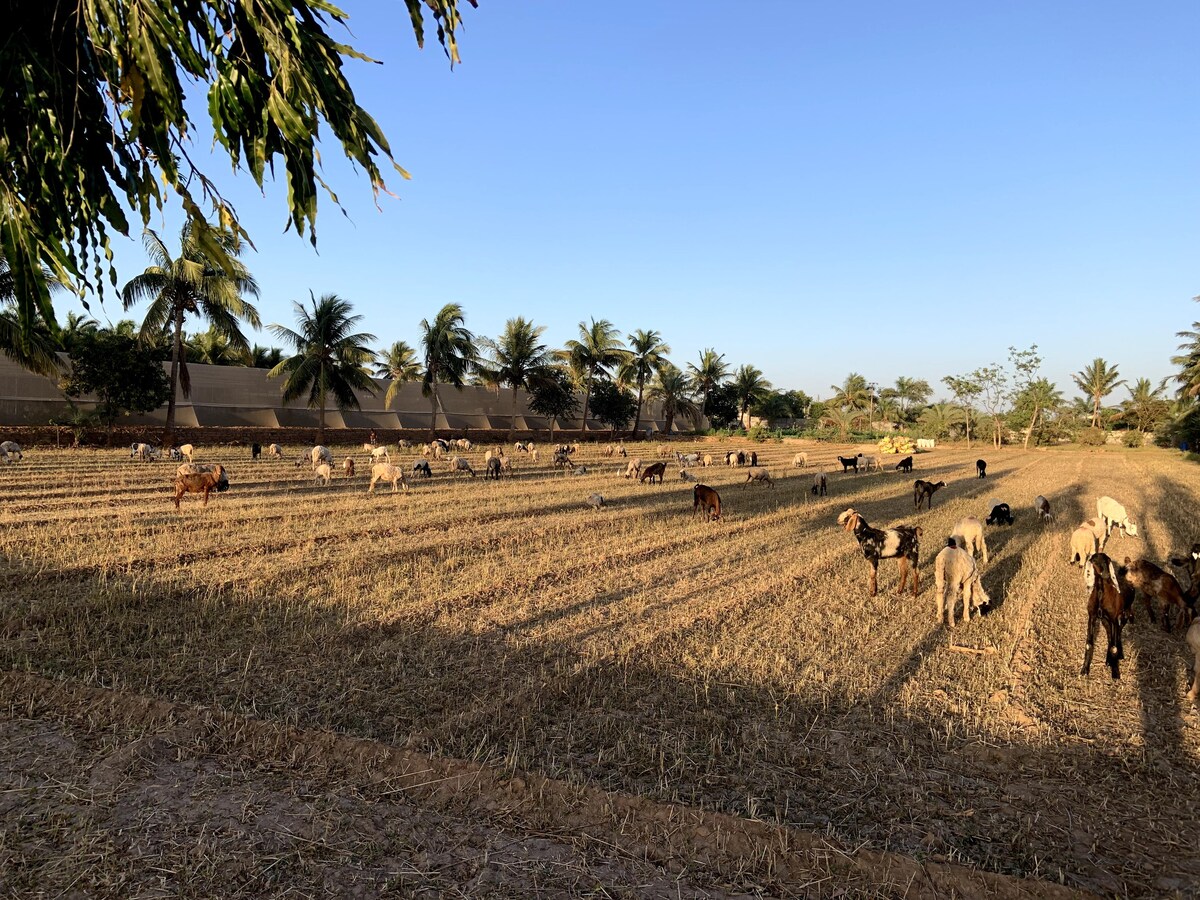 A Sanctuary on the Farm