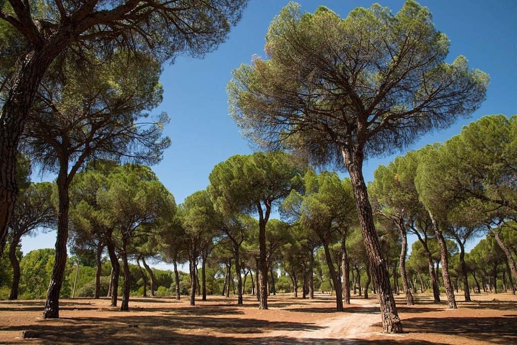 Casita de campo junto a Sevilla