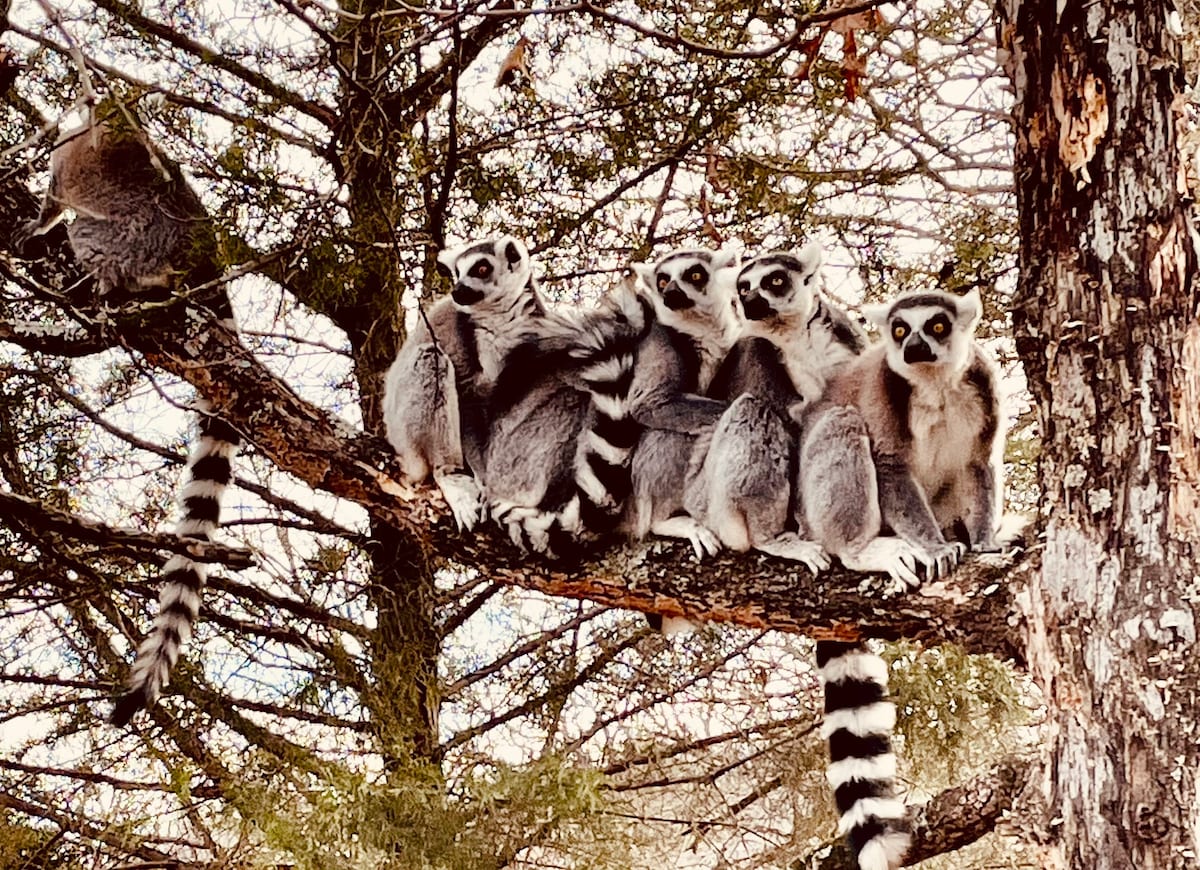 RV Campsite #8: 60-foot spot w/lemurs & camels