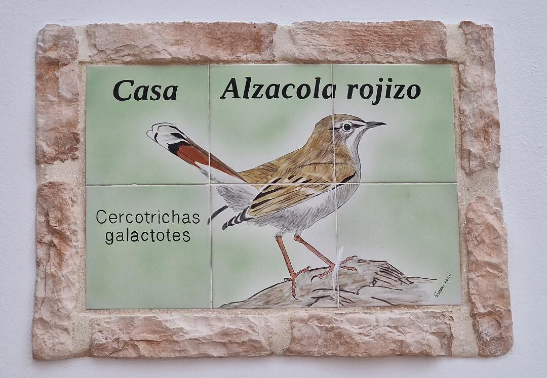 Alzacola Rojizo