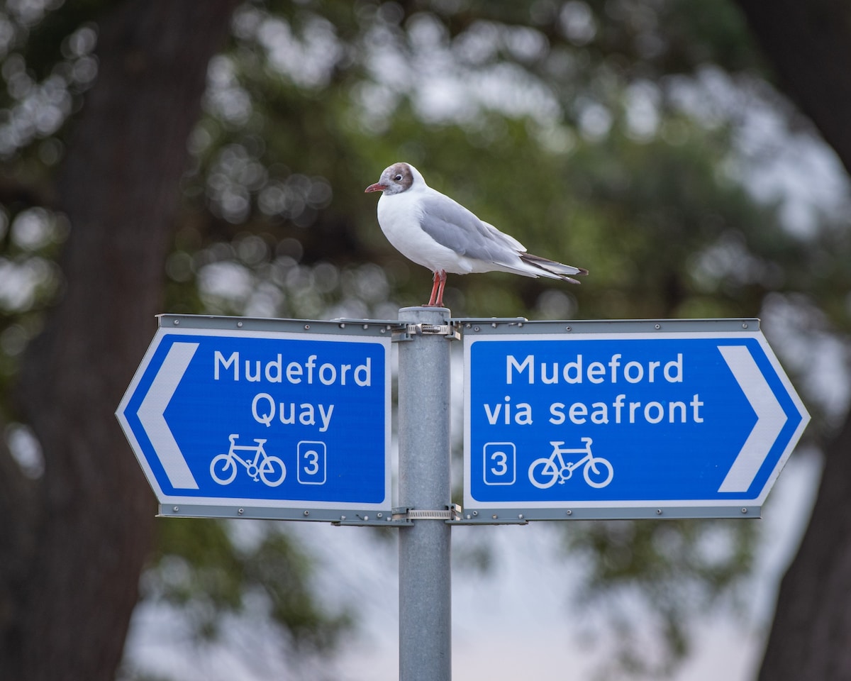 Mudeford Luxury Coastal Sanctuary for Families