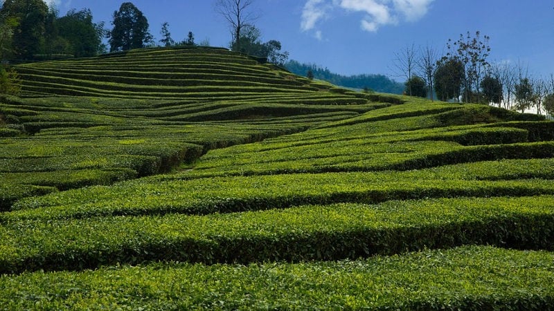 Explore hidden magic of living in tea garden farms