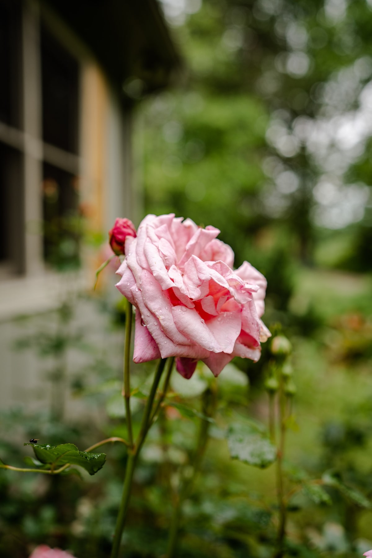 Garden Cottage Mountain Escape