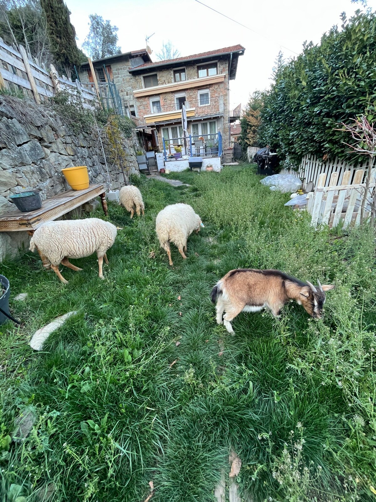 Animaux de la ferme. Vue montagne