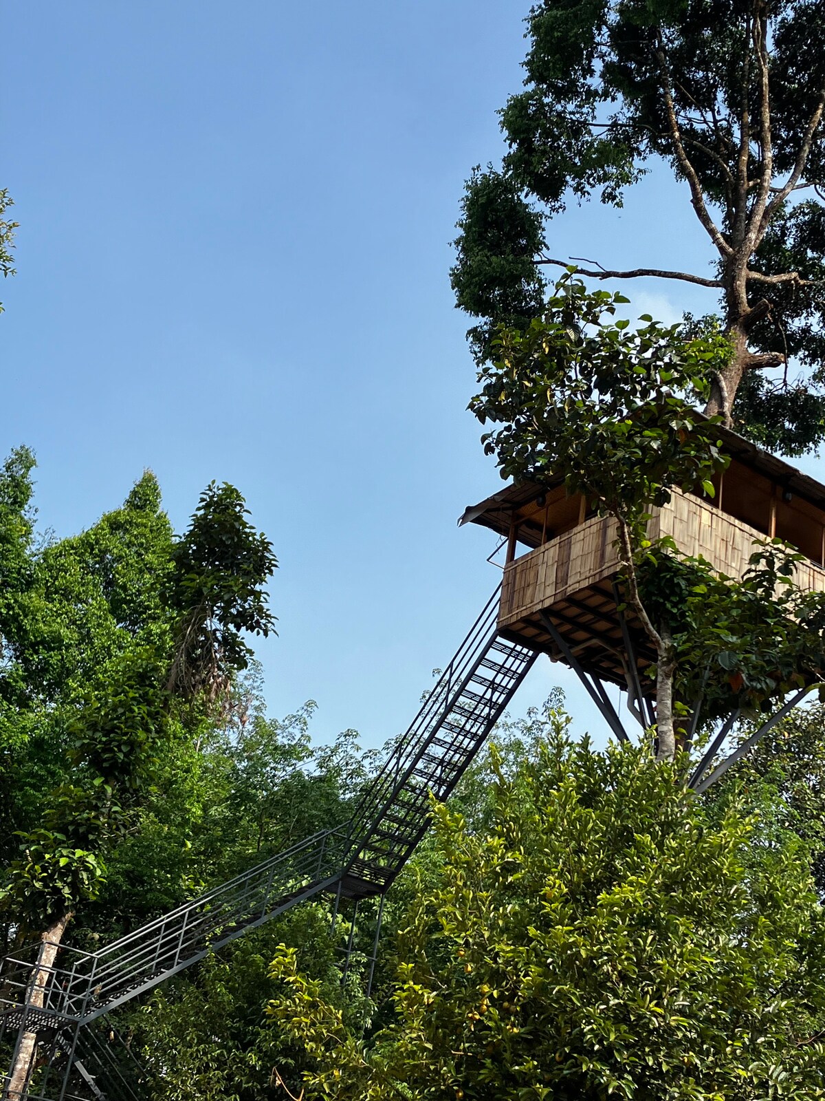Green Hill Tree House