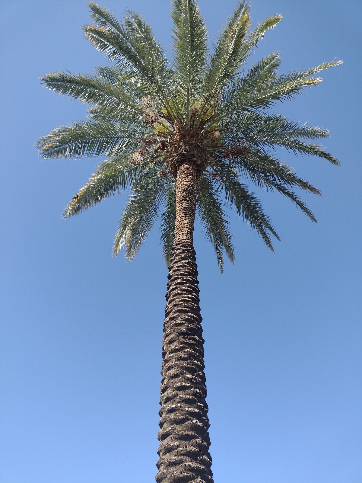 Blue Skies, Clear Eyes, Tempe!