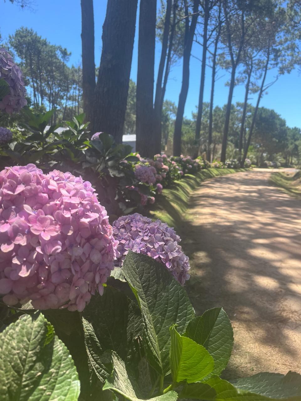 Un oasis para disfrutar la vida