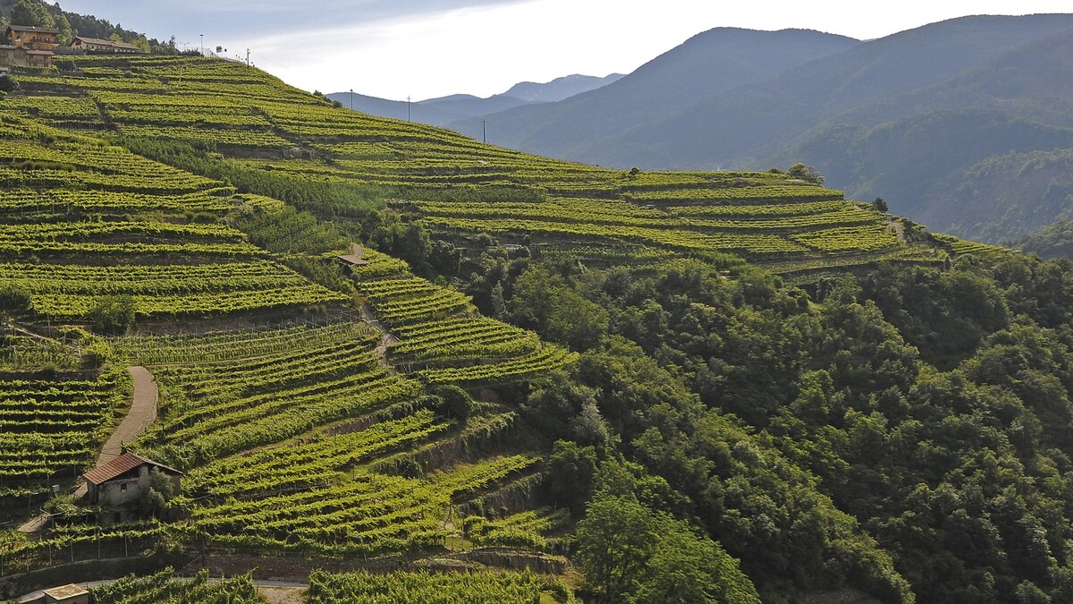 Cà Dina - Appartamento in Val di Cembra