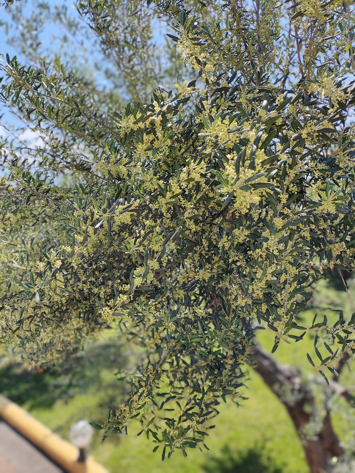 Εξοχική κατοικία