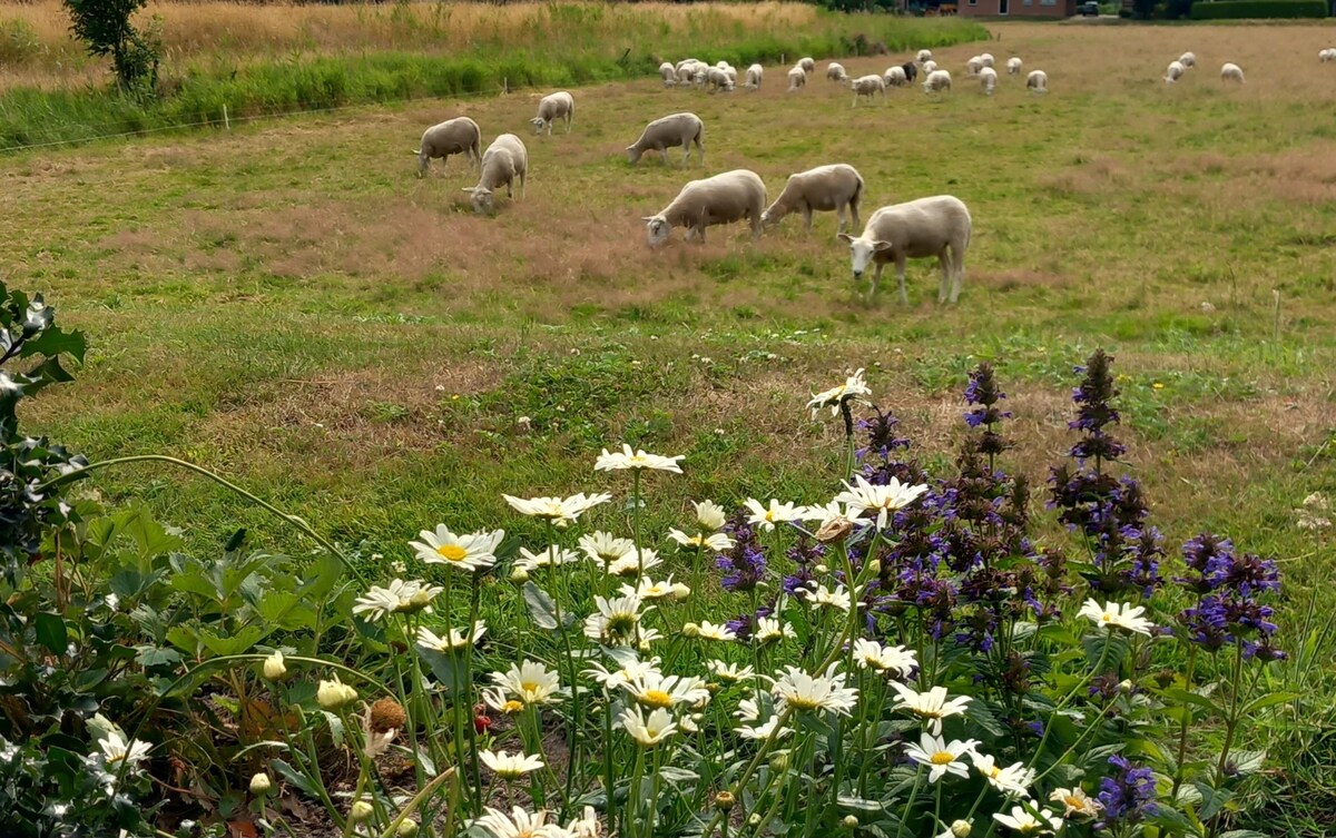 Weerribbenhome Libelle