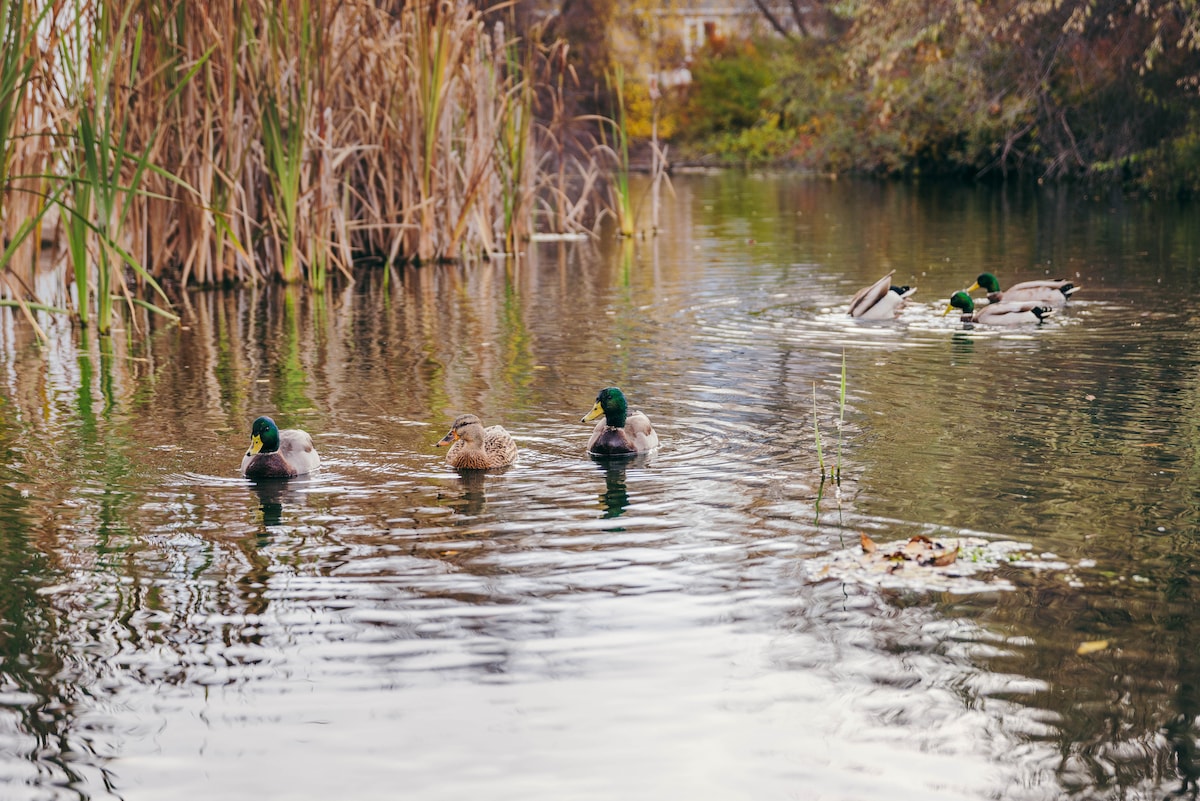 The Lucky Duck