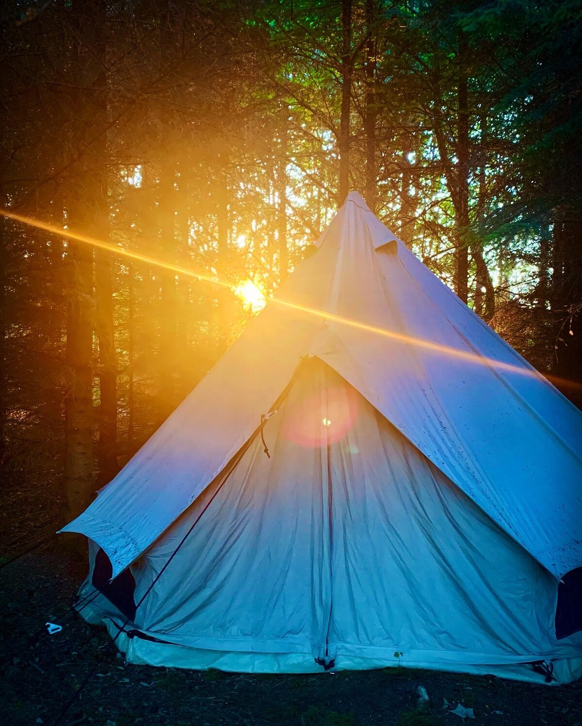 Bell Tent @ The Woodland Retreat