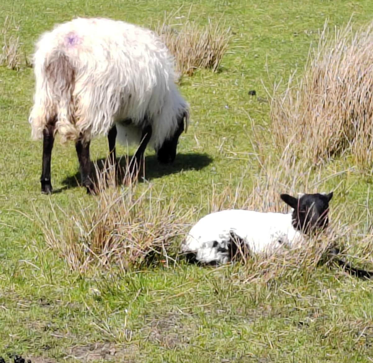 "Rose Cottage Farm"
 10 mins walk to Westport Town