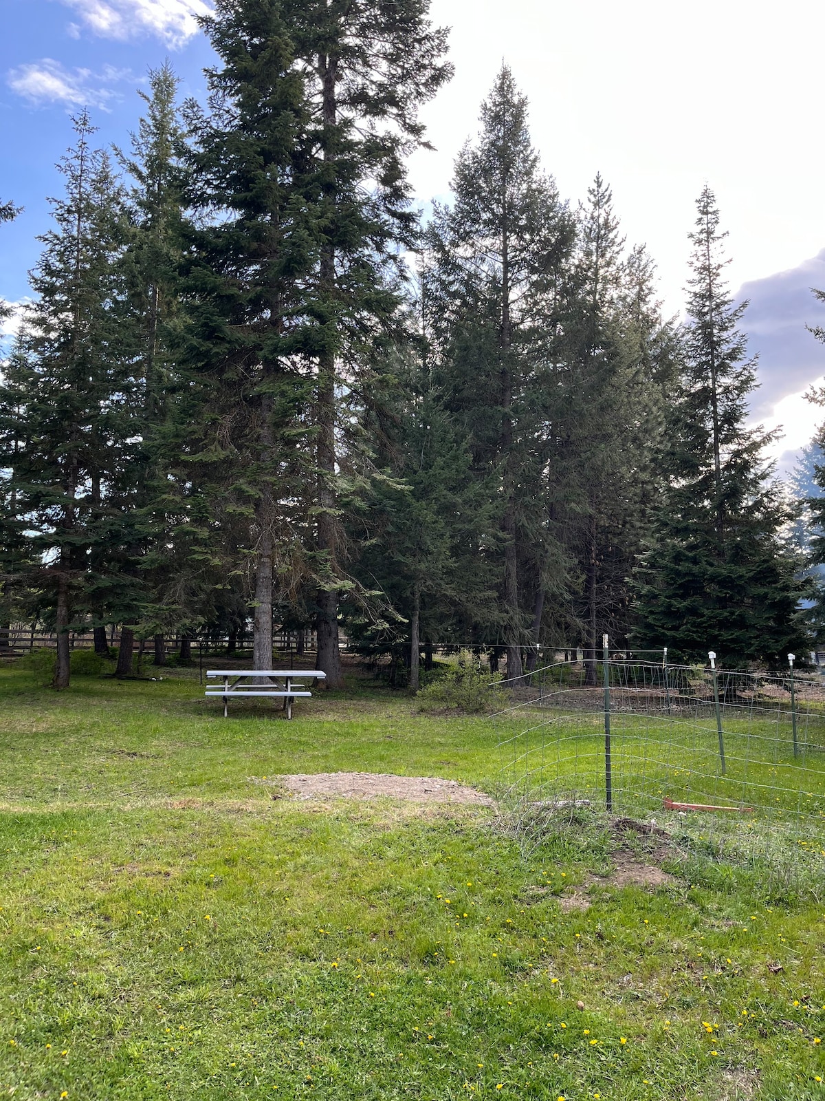 Campsite in Athol, ID- The Field