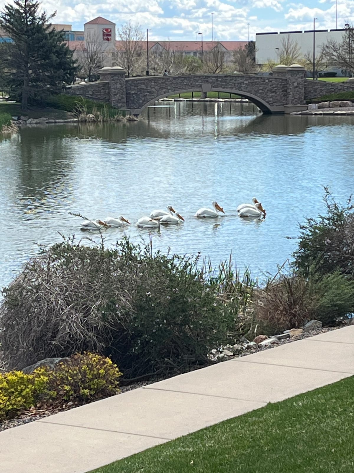 Peaceful Pond Place