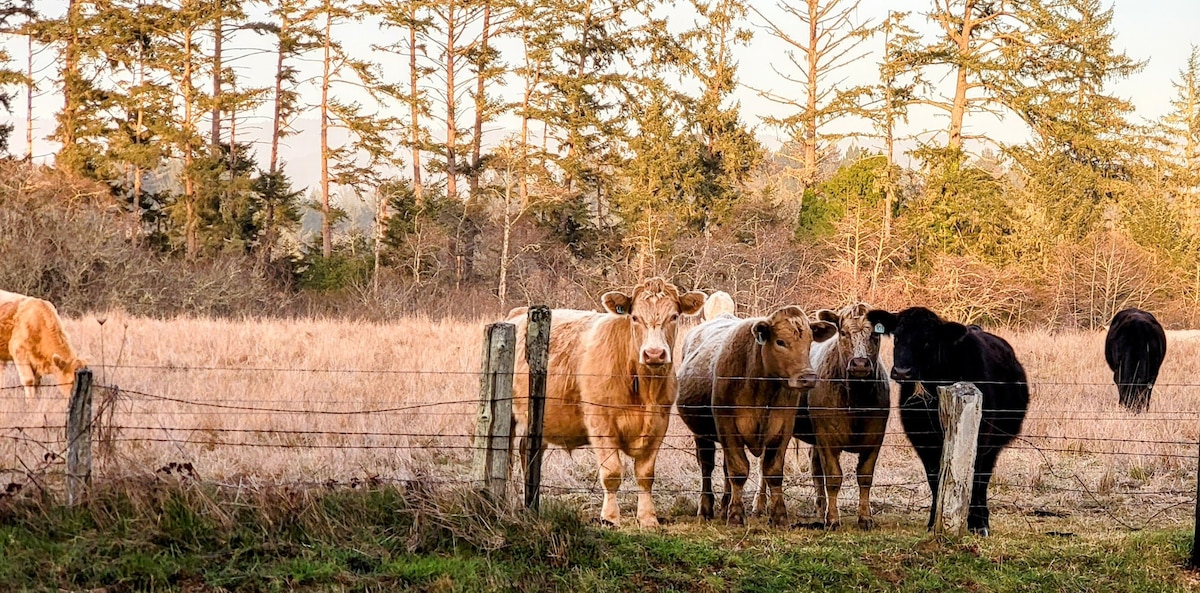 Spacious country home, hot tub, pasture views!