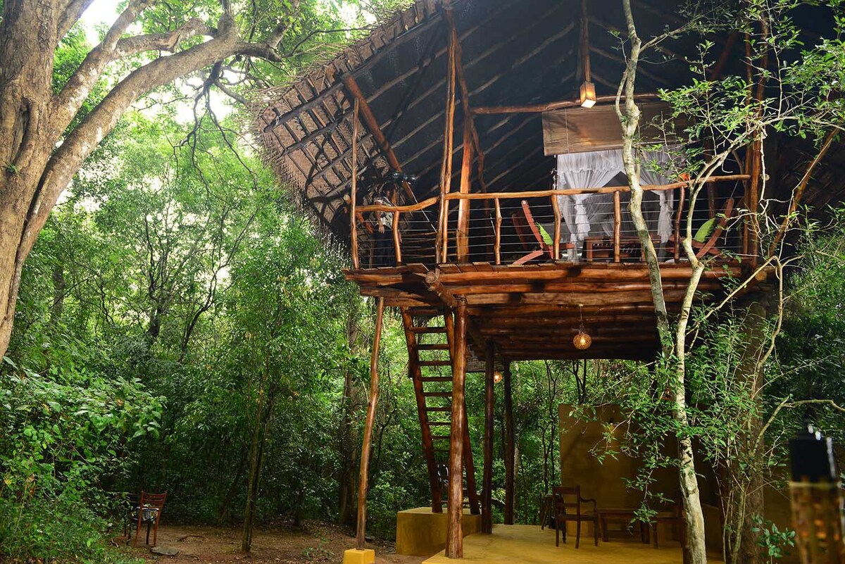 Pidurangala旁边的丛林中神奇的树屋