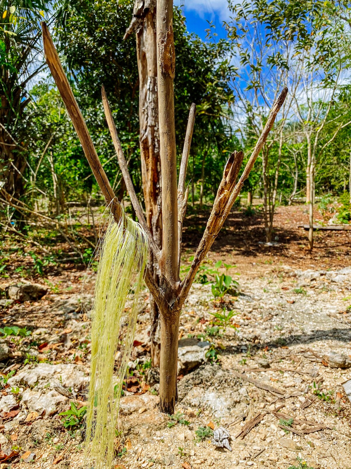 Cabañas Ecoturísticas en la Selva de Quintana Roo