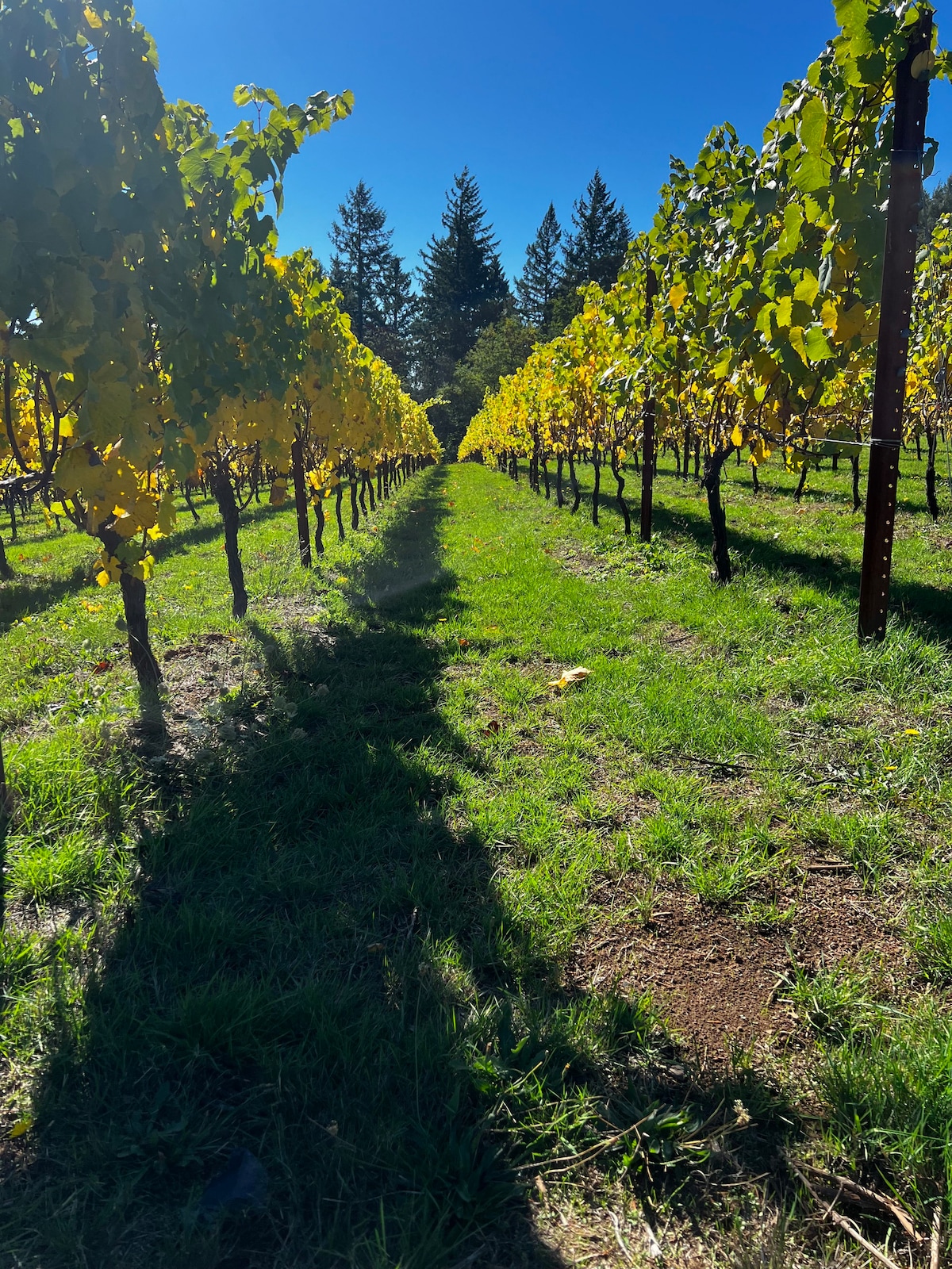 Merten Vineyards