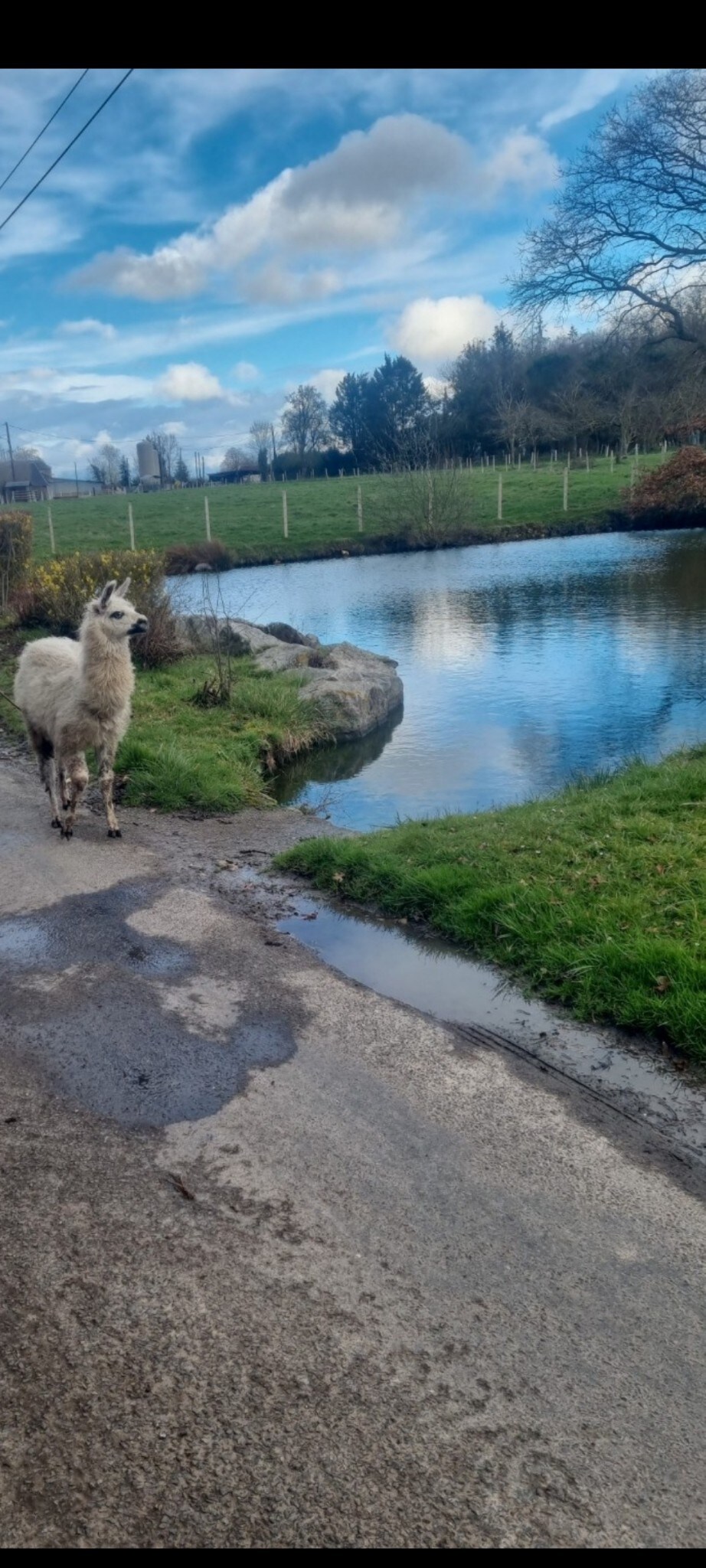 La Chaumière aux Lamas